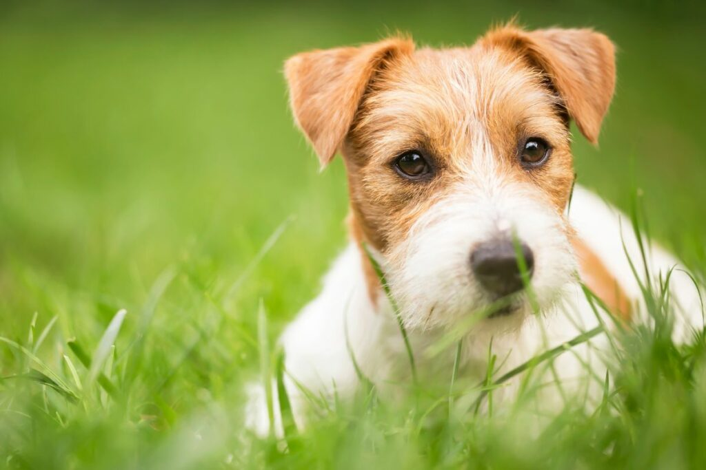 Your Pet’s Home Away From Home: Dog Boarding Centers and In-Home Cat Sitting Explained