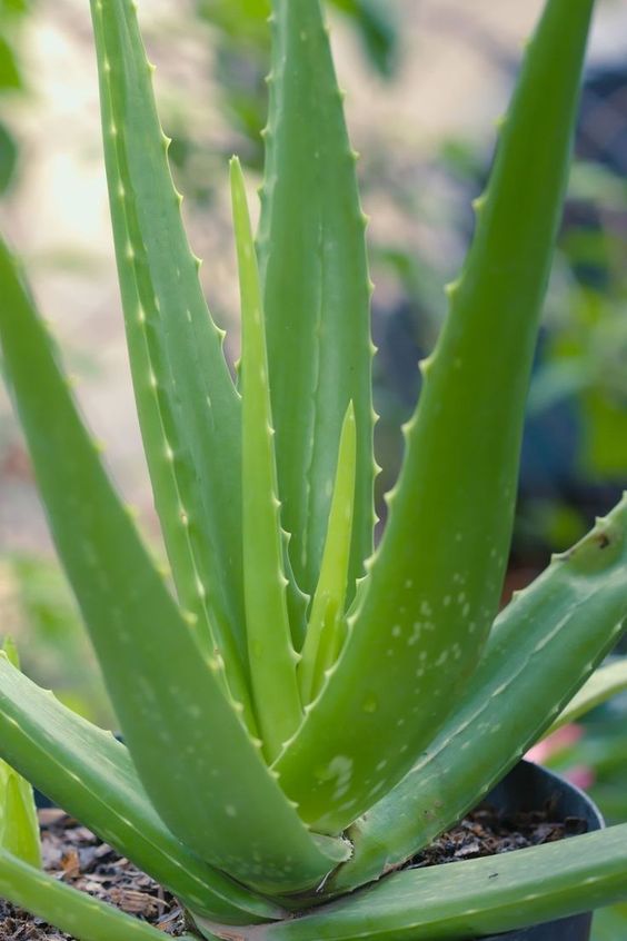 aloe vera