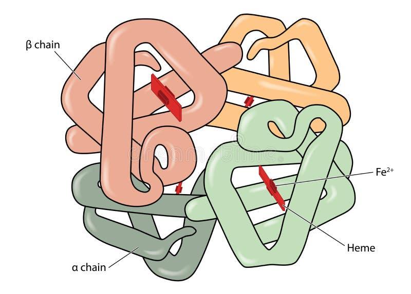 Molécula da hemoglobina ilustração do vetor. Ilustração de ferro - 61657940