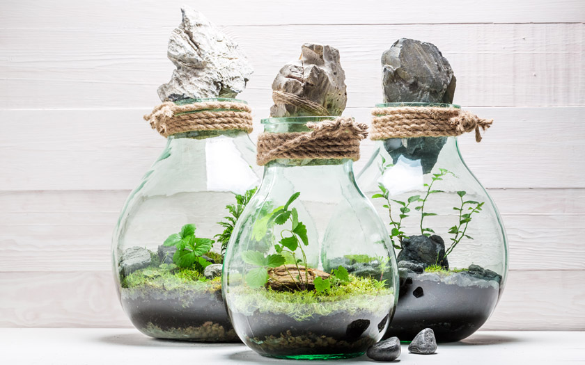 Cara membuat terrarium botol