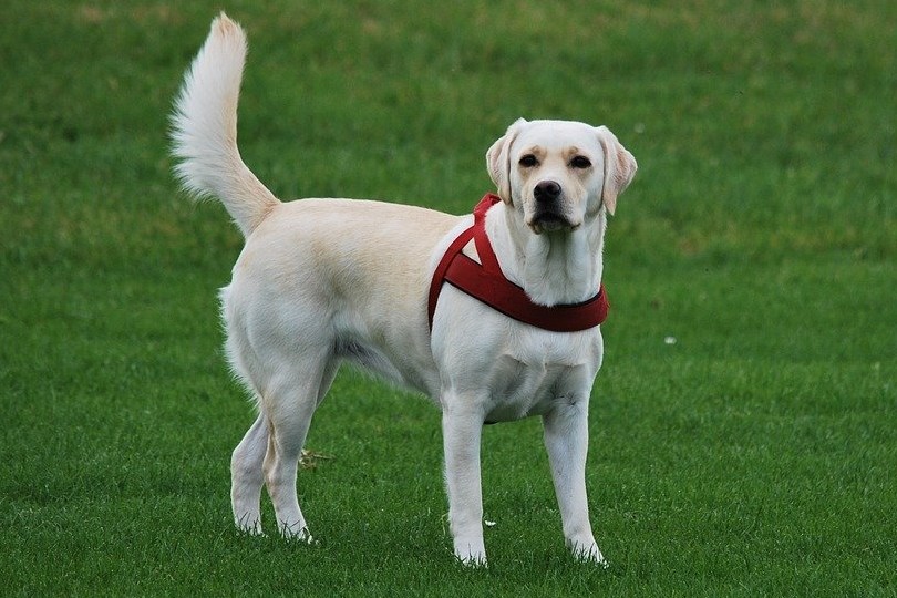 labrador retriever de pie en un prado verde