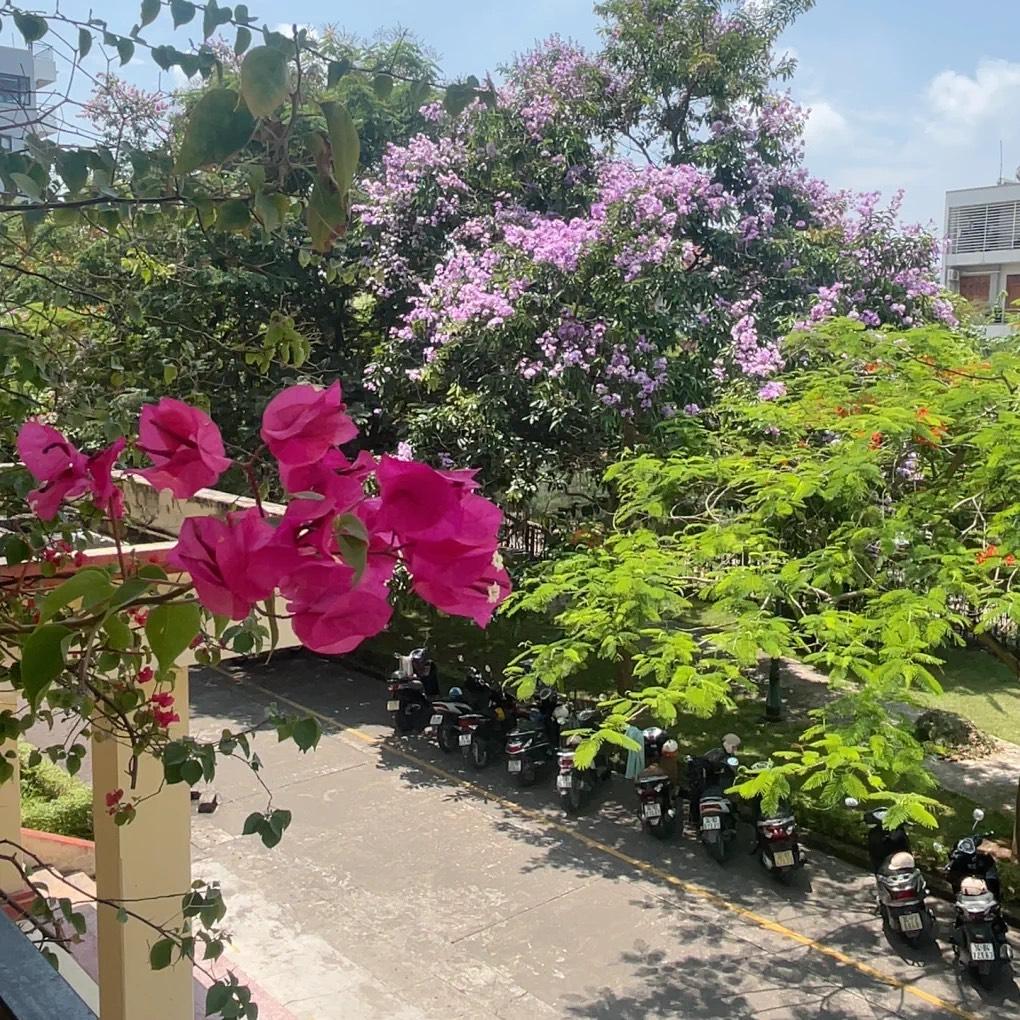 anh1