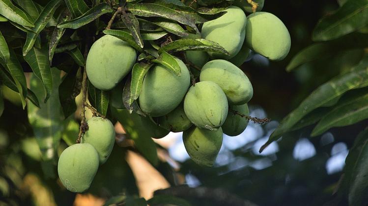 কাঁচা আম: ৩-৪ টি, খোসা ছাড়ানো এবং টুকরো করা