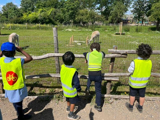 A group of kids looking at a llama

Description automatically generated