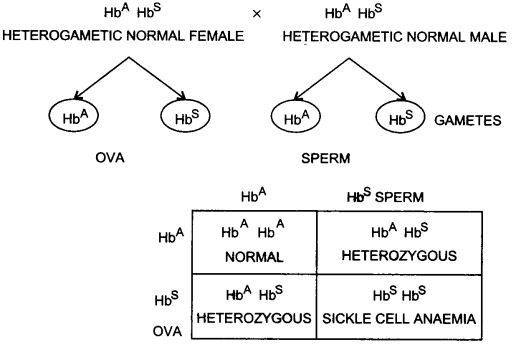 UP Board Solutions for Class 12 Biology Chapter 5 Principles of Inheritance and Variation Q.16.1