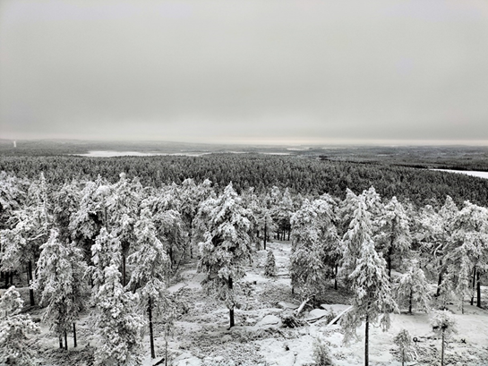 The Arctic forest seen from the top of a watchtower. In the background the frozen river and the snow-covered hills.