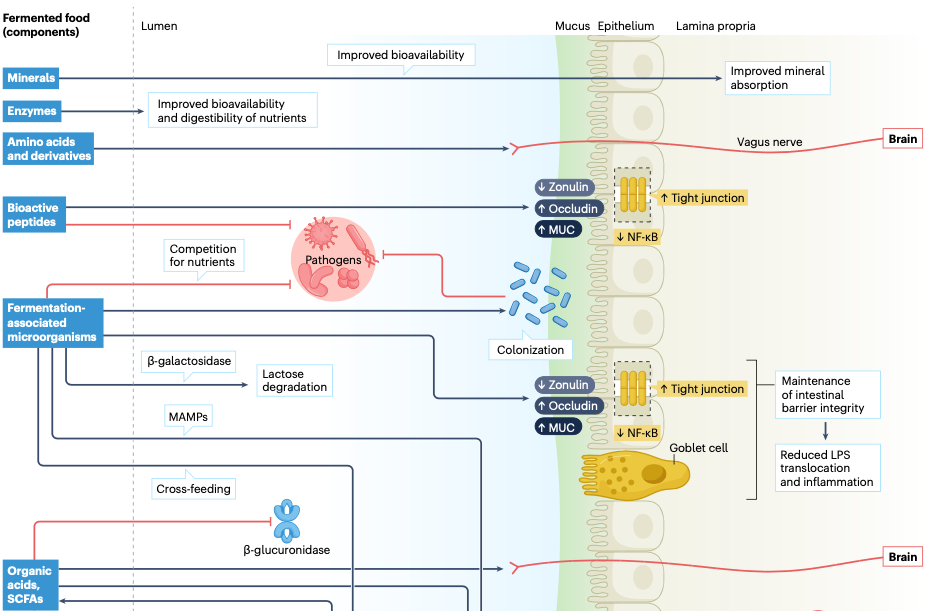 A diagram of a cell

Description automatically generated