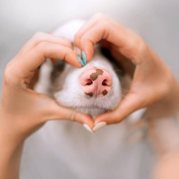 nariz de perro de cerca con las manos del propietario en forma de corazón a su alrededor - dia del perro fotografías e imágenes de stock