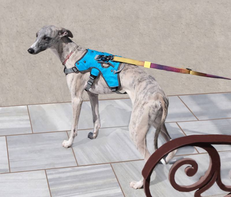 perro whippet gris con correa