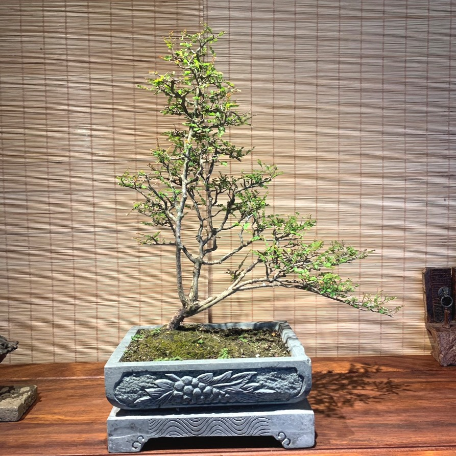 Cây Sơn Liễu Bonsai