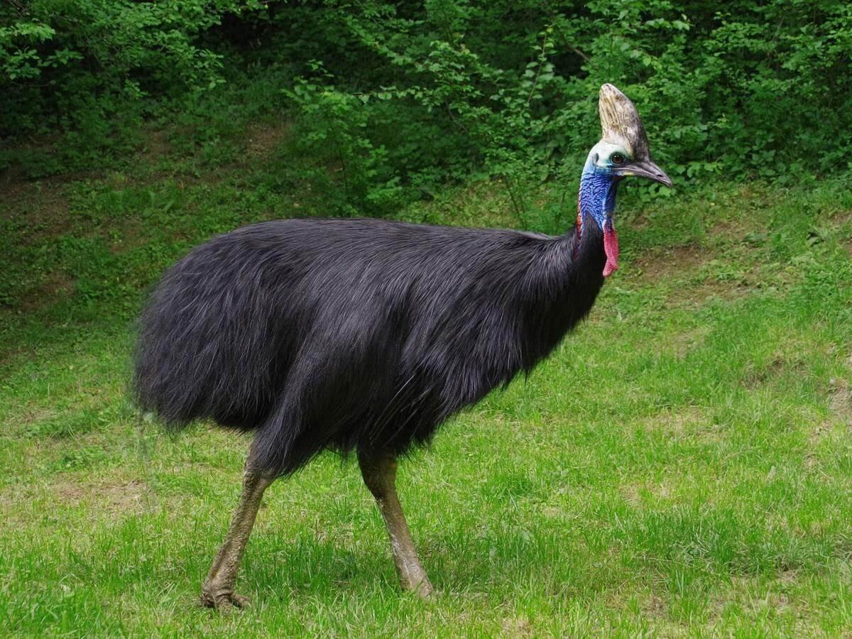 Cassowary