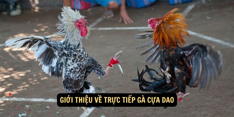 Giới thiệu về trực tiếp gà cựa dao