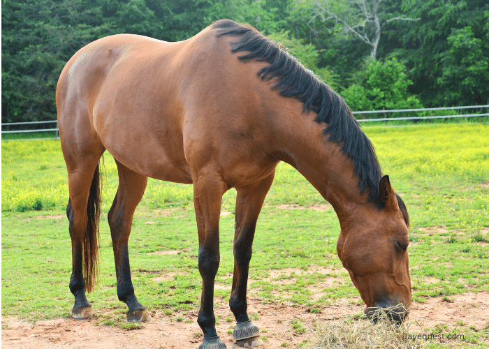 Hanoverian