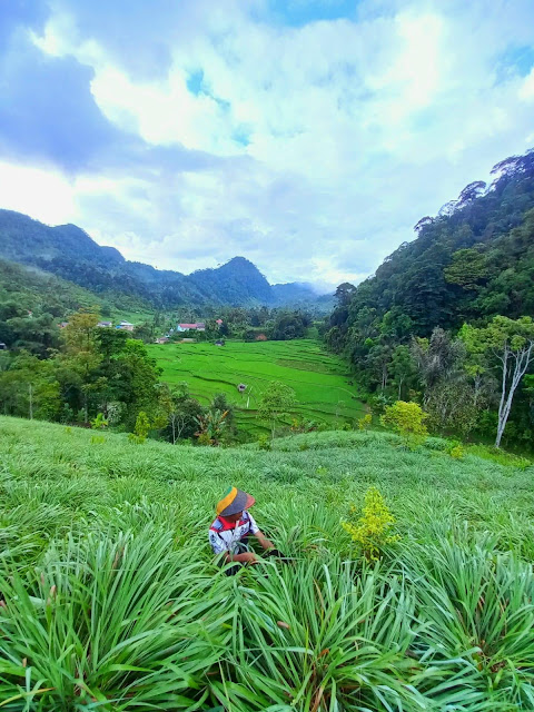 Kebun Sereh Wangi