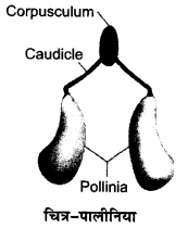 UP Board Solutions for Class 12 Biology Chapter 2 Sexual Reproduction in Flowering Plants 2Q.11