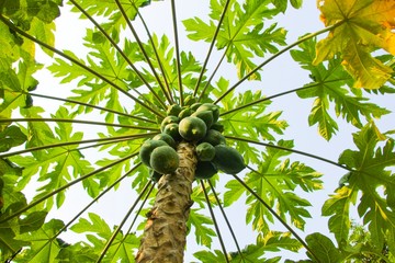 পেঁপের উপকারিতা ও অপকারিতা