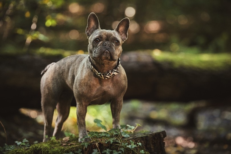 bulldog frances con collar