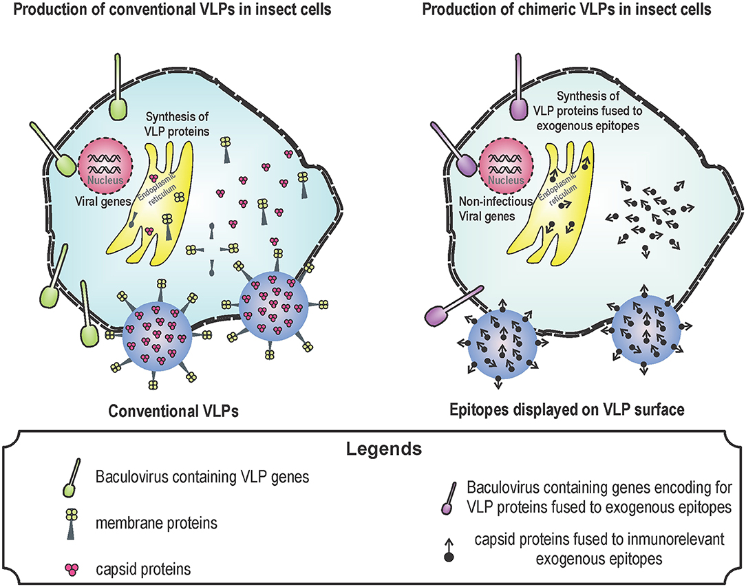 Non-infectious Nipah virus-like particles (VLPs)