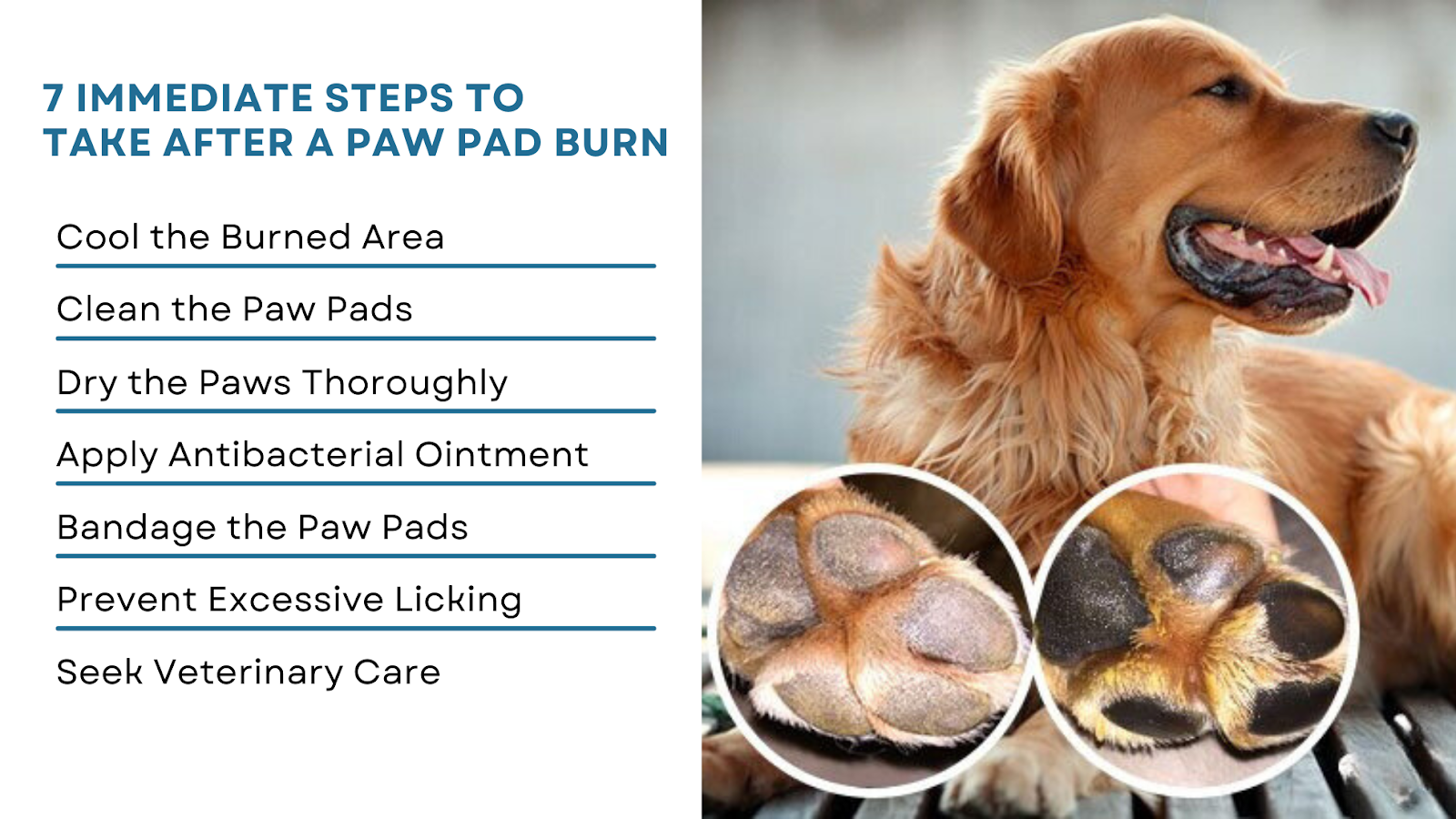 Burned paw pads best sale