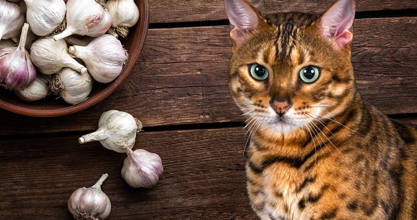 cat with garlic