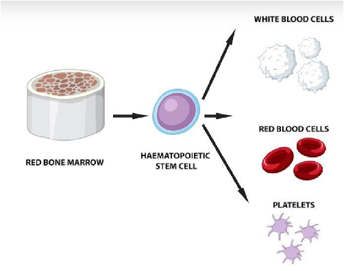 Potential of Stem Cells in Menstrual Fluid |