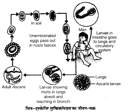 UP Board Solutions for Class 12 Biology Chapter 8 Human Health and Disease 3Q.2.2