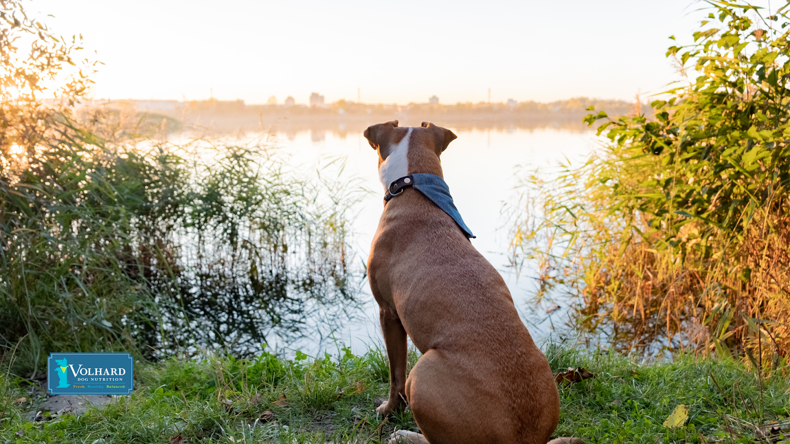 dog looking at lake