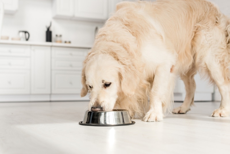 golden retriever comiendo comida de perro del cuenco de metal