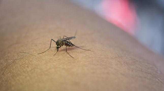 Mosquito  Bite and How to Repel Them