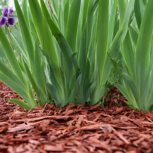 Winterizing Your Irises: Protecting Your Precious Blooms