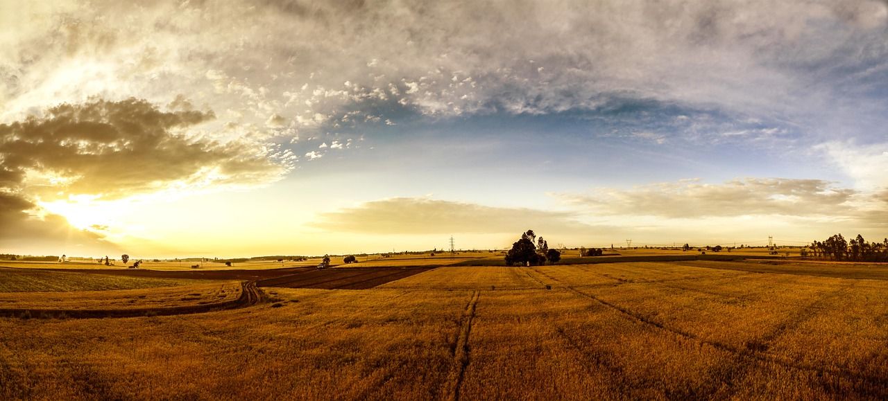 Field of grass