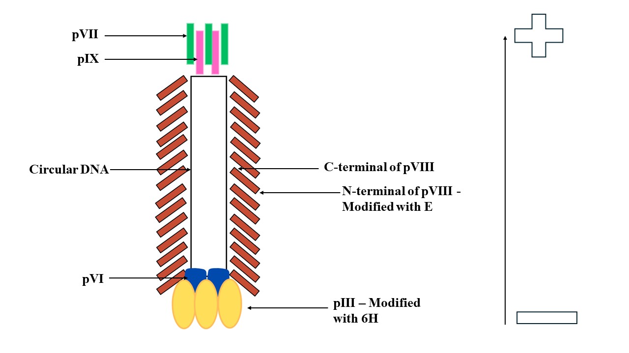 FIGURE 1: Genetically modified M13 bacteriophage proteins generate an electrical dipole. (Image created by the author using Canva and MS PowerPoint)