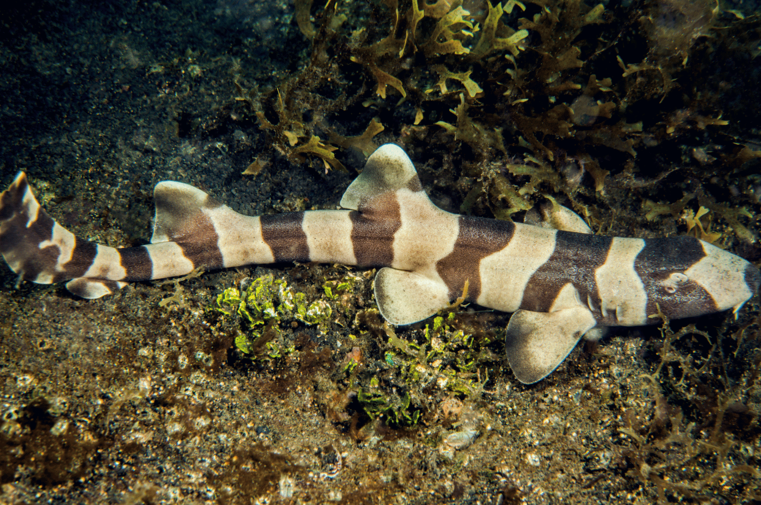 Brown Banded Bamboo Shark