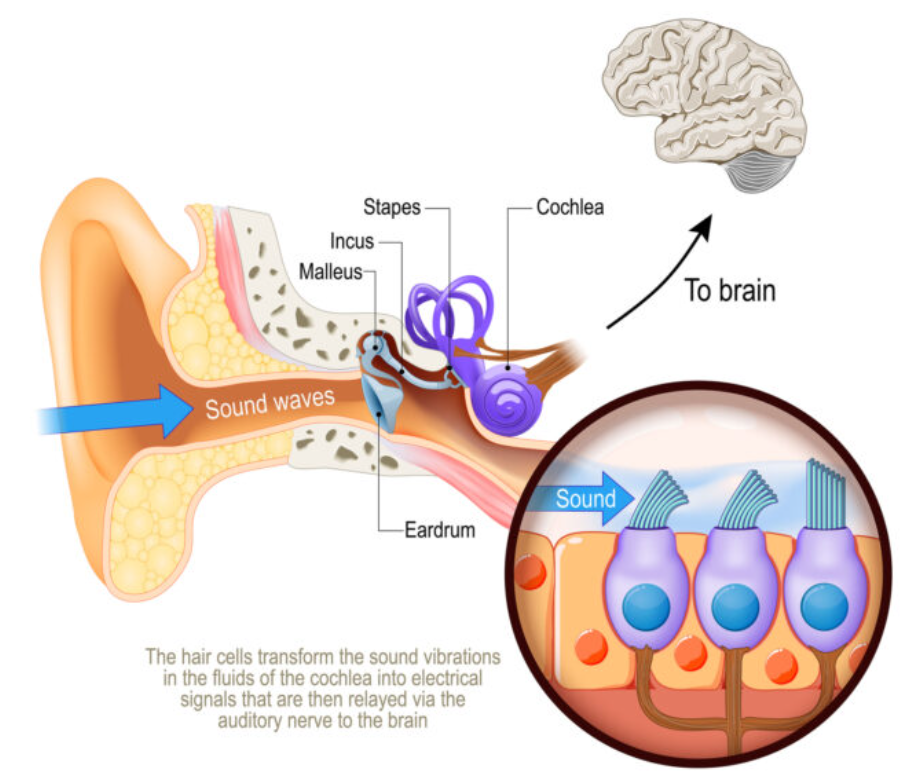 A diagram of a human ear

Description automatically generated