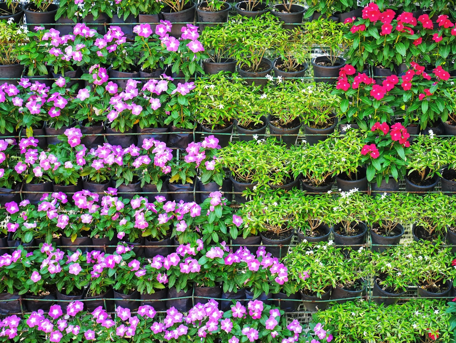 A close-up view of a vertical garden featuring various potted flowering plants on shelves.