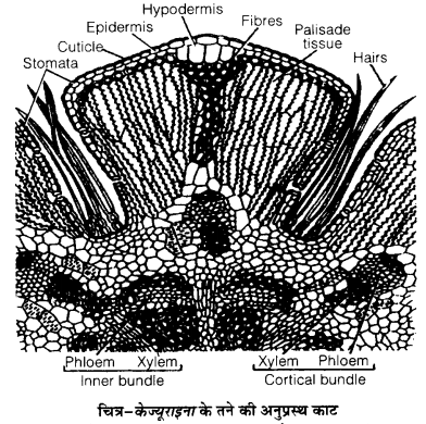 UP Board Solutions for Class 12 Biology Chapter 13 Organisms and Populations 2Q.2.3