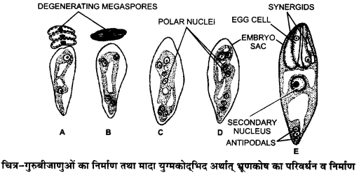 UP Board Solutions for Class 12 Biology Chapter 2 Sexual Reproduction in Flowering Plants 4Q.2