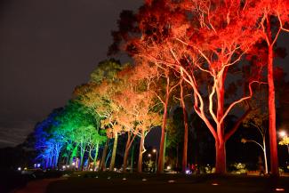 Fraser Avenue tree lights | Kings Park