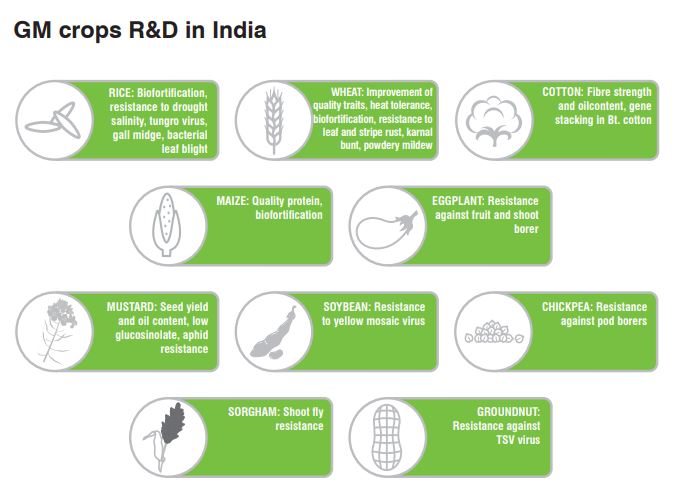 Indian Scenario in GM crops