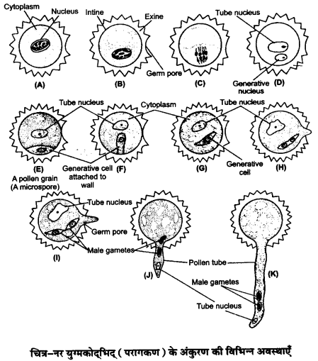 UP Board Solutions for Class 12 Biology Chapter 2 Sexual Reproduction in Flowering Plants 3Q.1.2