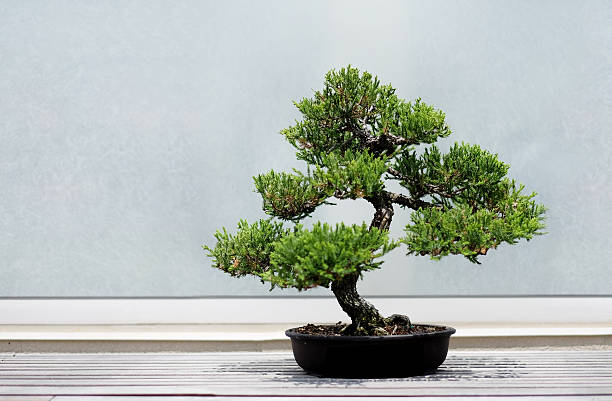 Juniper Bonsai tree