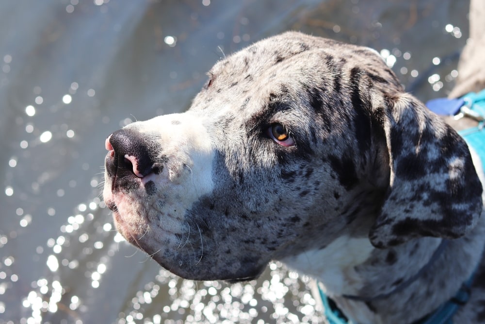 gran danés macho merle perro en el agua brilla