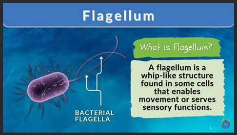 A diagram of a flagella

Description automatically generated