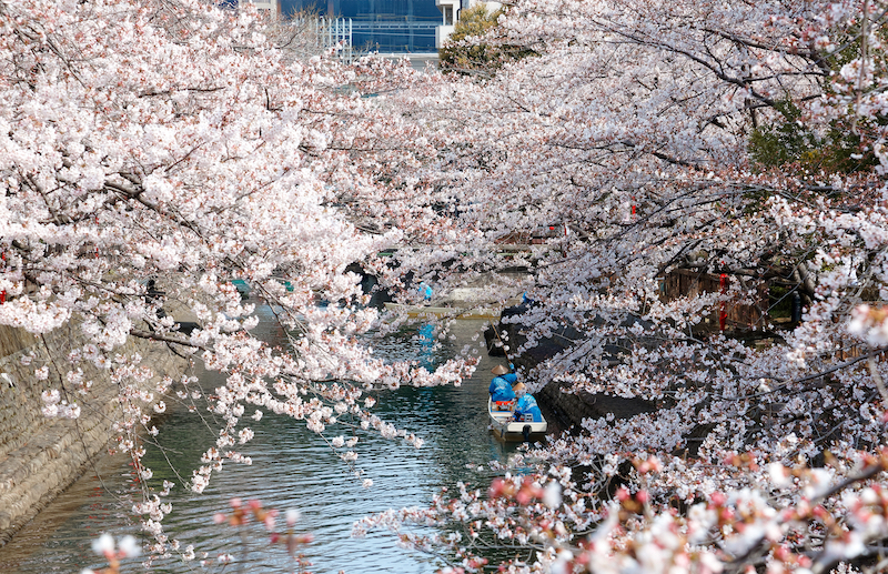 Lễ Hội Hoa Anh Đào Nhật Bản 2023: Kỳ Quan Mùa Xuân Đầy Màu Sắc
