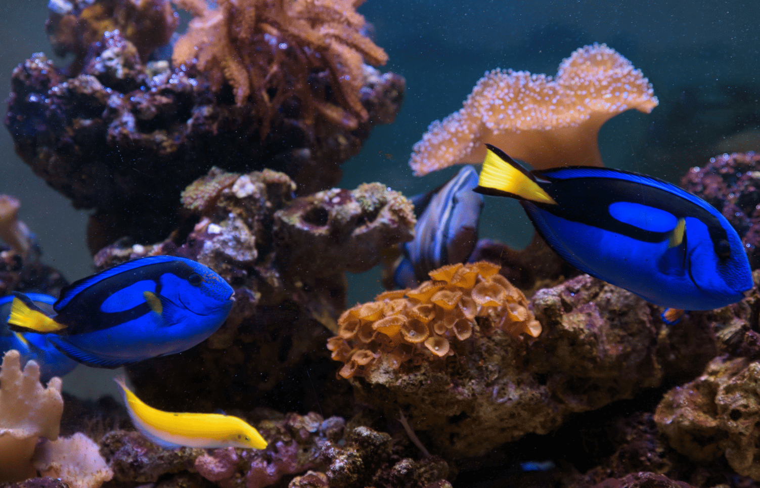 feeding blue hippo tang