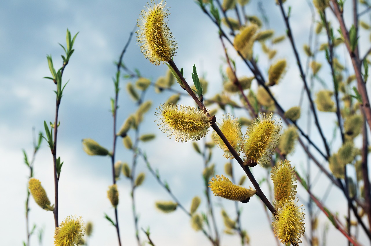 Yellow Leaves On Willow