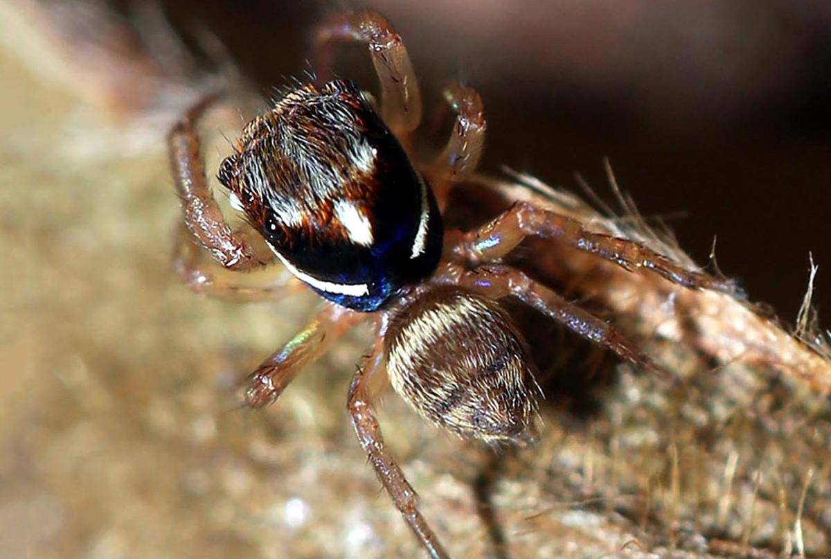 New Spider Species