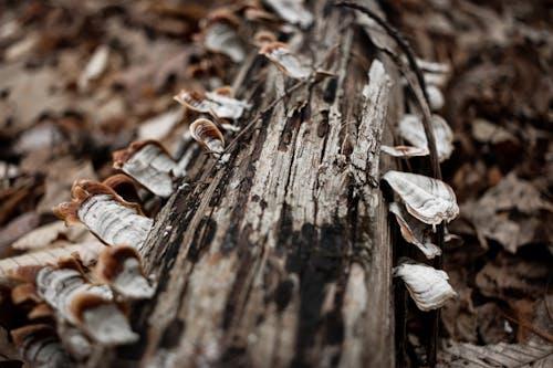 what is turkey tail