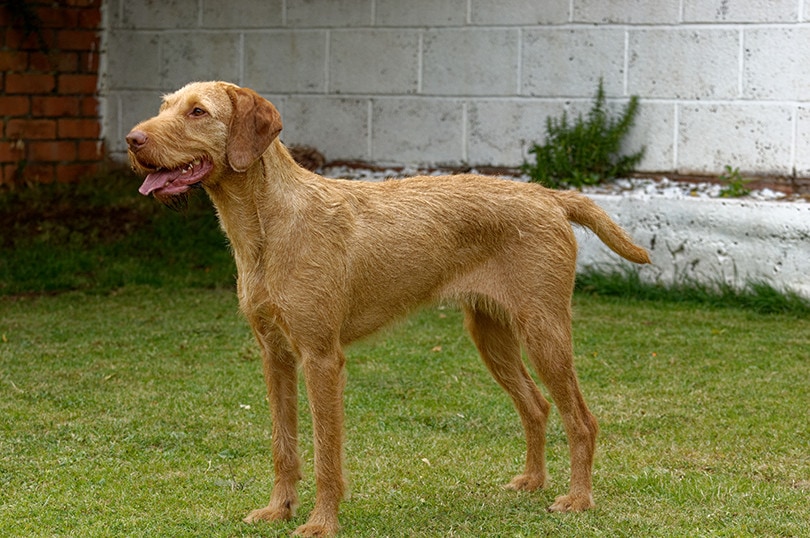 Vizsla de pelo duro