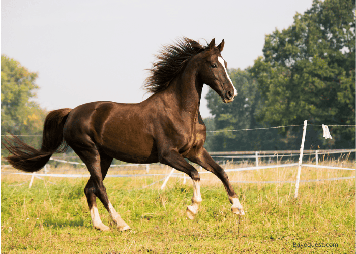 Morgan Horse